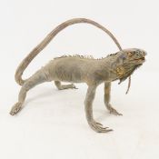 Taxidermy Iguana