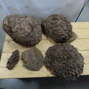 Several Wood Burls for bowl making