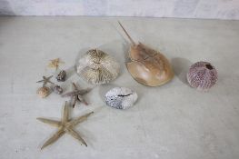Sea Coral, Horseshoe Crab, Nautilus Sea Shell