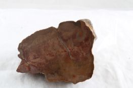 Petrified Wood 1 Lb. 9 Oz.