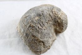 Shell Fossil 1 Lb. 3 Ounces