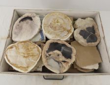 30 Pounds, Indonesian Petrified Wood Slabs