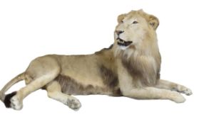 Full African Lion Taxidermy Mount