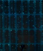 Nikko Sedgwick (1964 New York City – lebt in Falls Village)