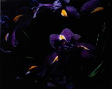 Marie Jo Lafontaine (1950 Antwerpen – lebt in Antwerpen)