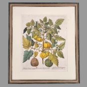 BESLER, Basilius: Poma amoris fructu luteo (Melonen)