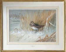 Archibald Thorborn (British, 1860-1935) Schnepfe in den Dünen. Signiert und datiert: 