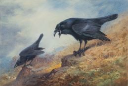 Archibald Thorburn (British, 1860-1935) A pair of crows Watercolour 19 x 27.