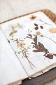 HERBARIUM :Thirty- seven well presented