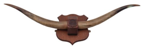 A set of cow horns on oak plinth dated 1