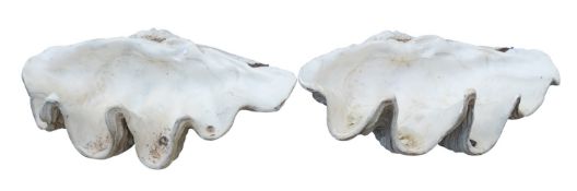 A pair of resin composition models of giant clam half-shells, modern; realistically rendered,