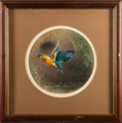 British School, 19th Century - Kingfisher mid-flight - Gouache and watercolour - 25.