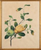 Indian School, 19th Century - A pomegranate branch,