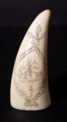A Scrimshaw decorated tooth with incised image of a ship with rope border,