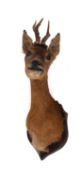 A taxidermy Roe deer head on an oak shield plinth, 62cm high.