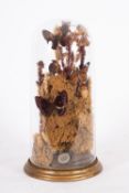 A Victorian taxidermy butterfly display under glass dome,