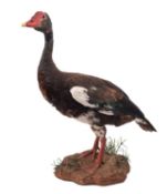 A taxidermy Spur-winged goose mounted on a naturalistic base,