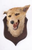 A taxidermy Fox mask mounted by P Spicer, Leamington Spa, on an oak shield plinth, 30cm high.