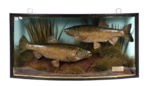 A taxidermy cased pair of Chubb, by J Cooper& Sons , London, naturally set,
