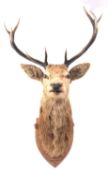 A twelve point stag's head on an oak shield plinth inscribed 'Invergauld, 1913', 76cm wide.