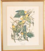 Three framed prints of birds 'Mallard Duck', Blure Jay' and ' Carolina Parrot' (3) 42x 33.