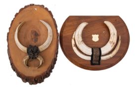 Two sets of Warthog tusks,