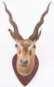 A taxidermy shoulder mount Black Buck head on a shield plinth, 46cm wide.