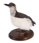 A taxidermy Guillemot , full mount on an oak base, 16.5cm high.