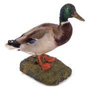 A taxidermy Mallard duck, full mount of a naturalistic base, 37cm high.