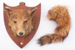 A taxidermy Fox mask on an oak shield, unsigned, together with loose tail, 28cm high.