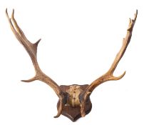 A set of deer antlers.