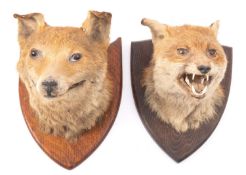 Two early 20th century taxidermy Fox masks on oak shield plinths,