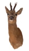 A taxidermy Roe deer head,