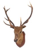 A taxidermy ten point Red Deer Stag's head mounted on shield plinth, 80cm wide..
