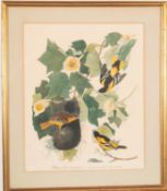 Three framed prints of birds 'Broad-winged Hawk',