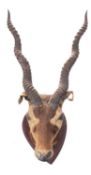 A taxidermy shoulder mount Black Buck head on a shield plinth,