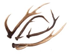 Two pairs of Red Deer antlers (loose).