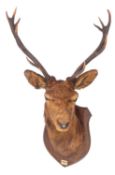 A taxidermy eleven point Red Deer Stag's head mounted on shield plinth with plaque 'Inversand Sept.