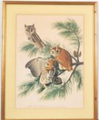 Two framed prints of birds 'Yellow Breasted Chat' and 'Little Screech Owl' 42 x33.