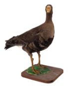 A taxidermy full mount Brent goose, on a wooden base, 51cm high.