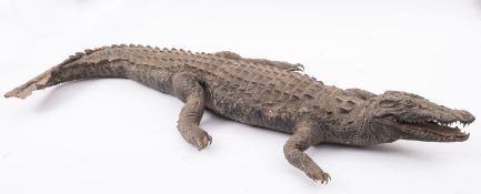 A taxidermy full mount alligator,