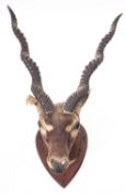 A taxidermy shoulder mount Black Buck head on a shield plinth,