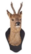 A taxidermy Roe Deer head mounted on shield plinth, 48cm high.