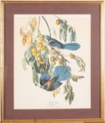 Three framed prints of birds 'Cardinal Grosbeak',