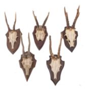 Five sets of Roe deer antlers on shield plinths. (5).