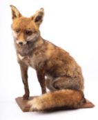 A taxidermy Fox, full mount on a wooden base.