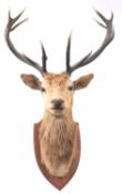 A twelve point stag's head on and oak shield plinth, label to verso for 'W R, Hine,
