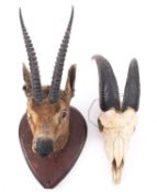 A taxidermy shoulder mount Chinkara head on a shield plinth,