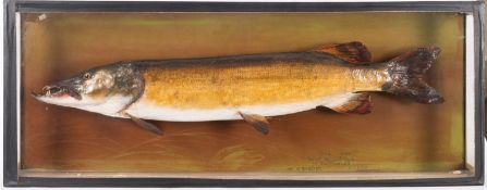 A cased taxidermy Pike by Rowland Ward, London,
