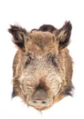 A taxidermy Wild Boar's head, unsigned,